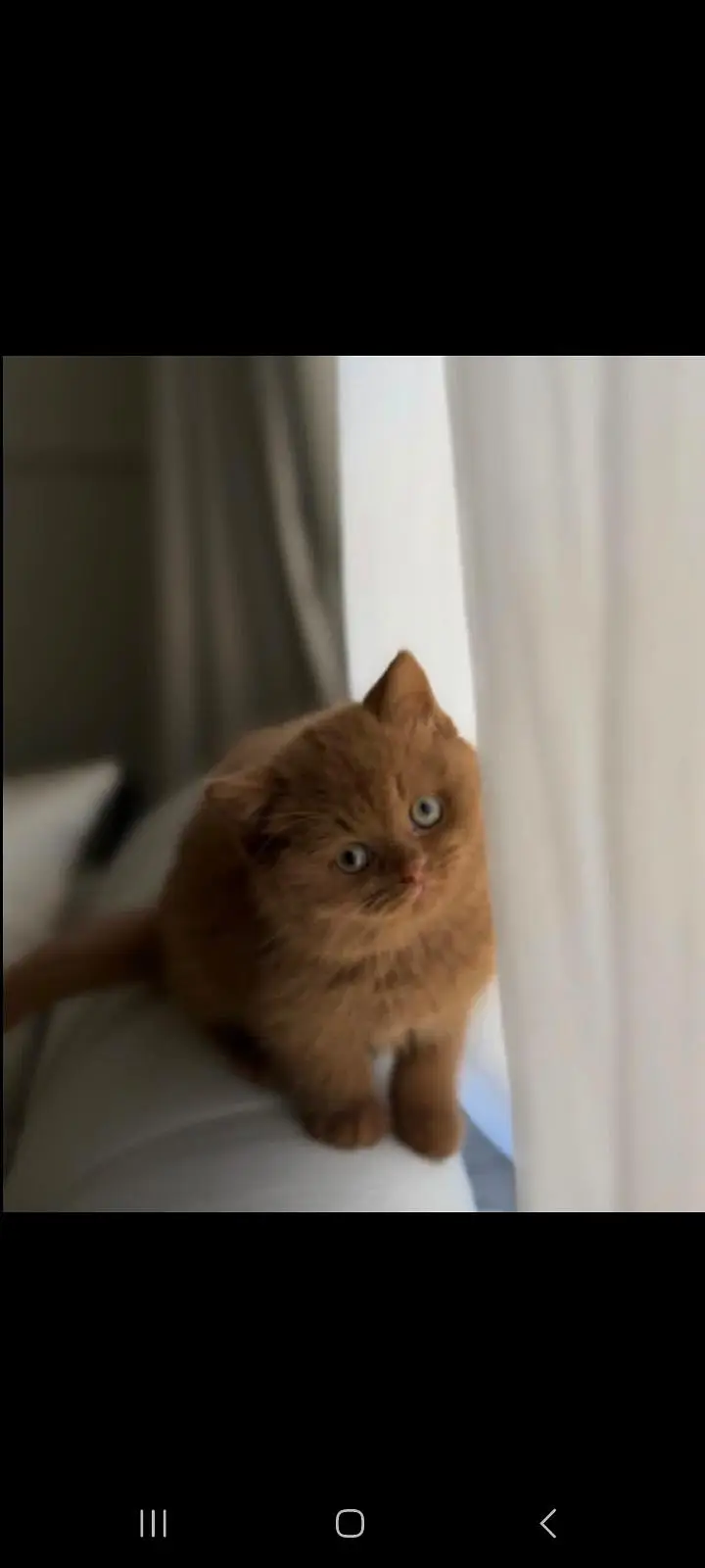 TOP QUALITY BRITISH SHORTHAIR KITTENS AVAILABLE FOR SALE — photo 7