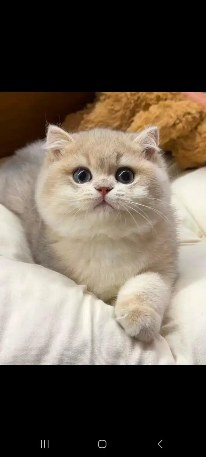 TOP QUALITY BRITISH SHORTHAIR KITTENS AVAILABLE FOR SALE — photo 8