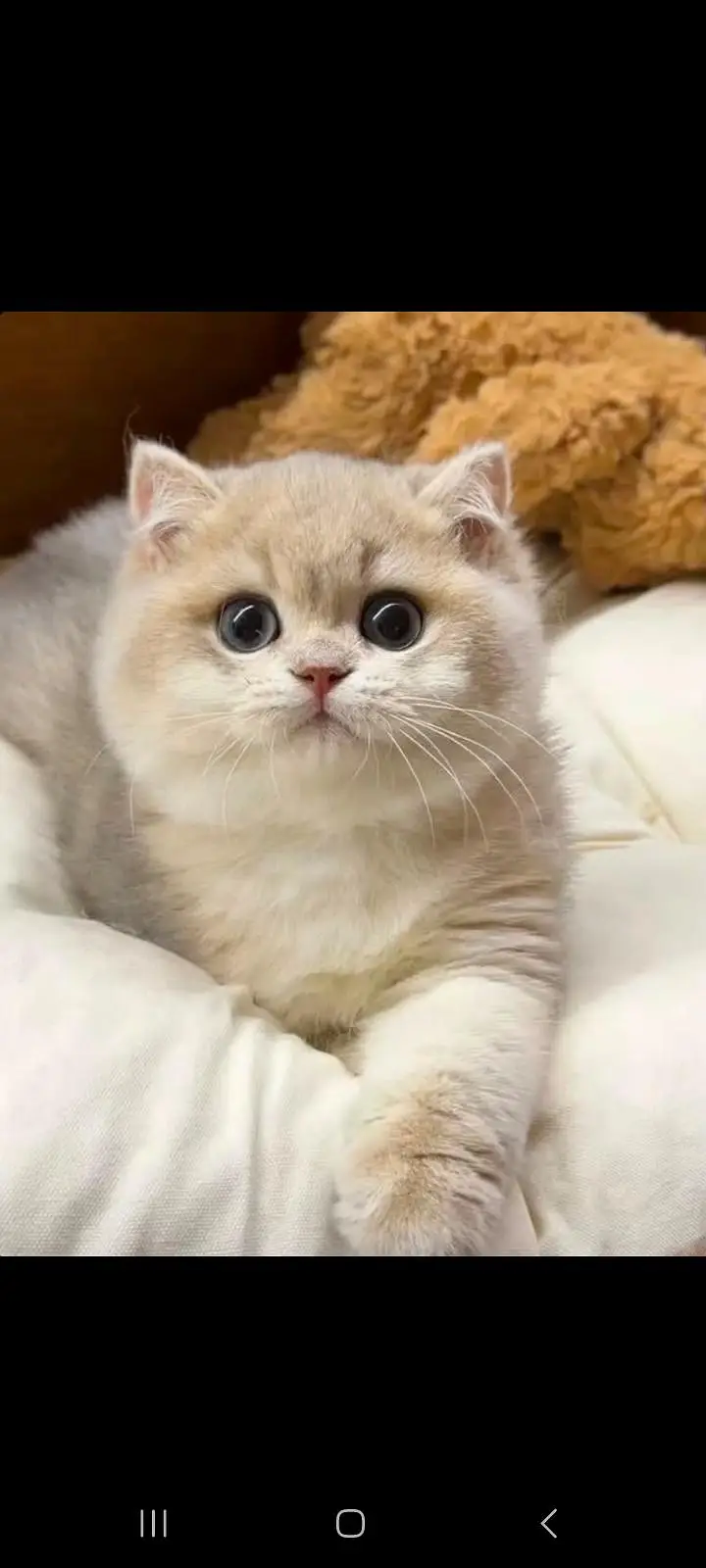 TOP QUALITY BRITISH SHORTHAIR KITTENS AVAILABLE FOR SALE — photo 9