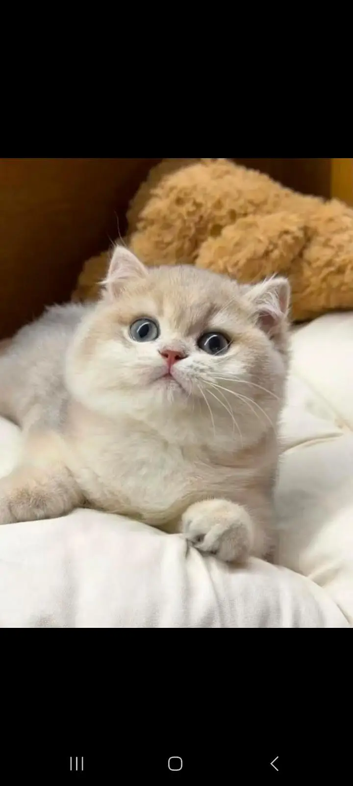 TOP QUALITY BRITISH SHORTHAIR KITTENS AVAILABLE FOR SALE — photo 10