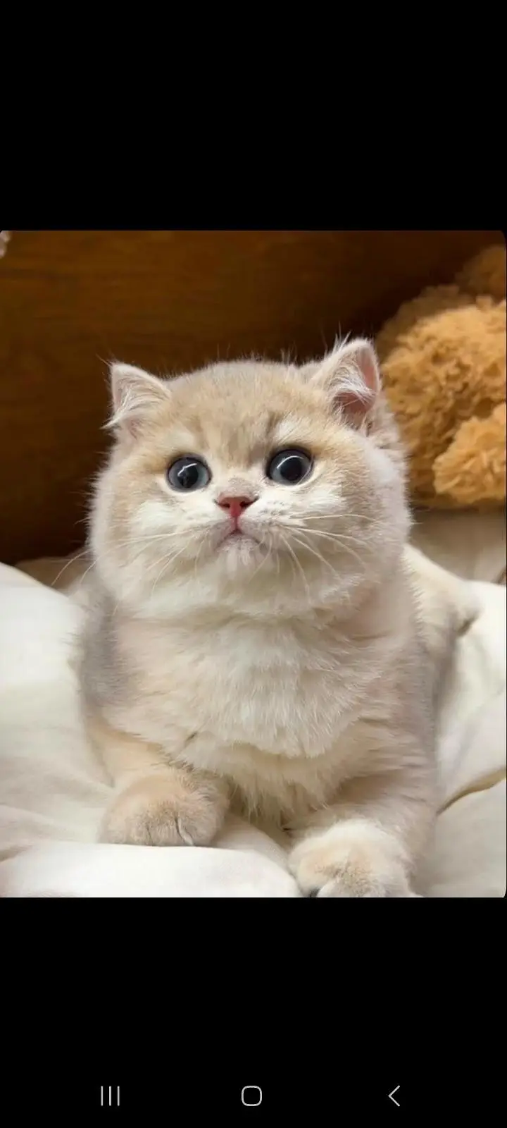TOP QUALITY BRITISH SHORTHAIR KITTENS AVAILABLE FOR SALE — photo 11