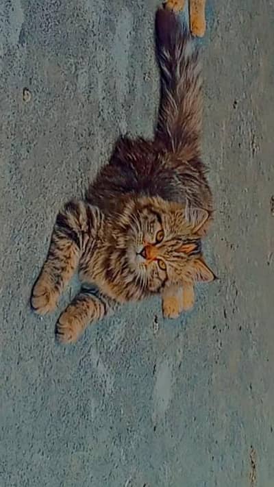 My Furry Pal