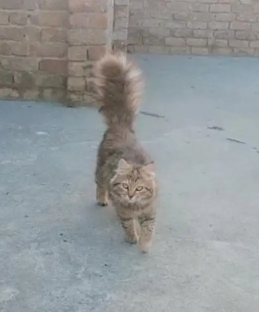 My Furry Pal — photo 3