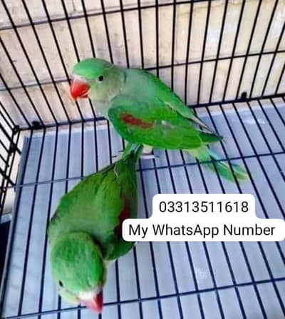 kashmiri Rai parrot for sale