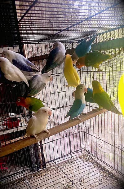LOVE BIRDS FOR SALE