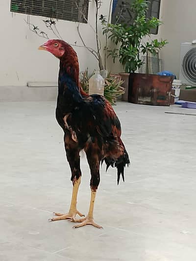 ASEEL PUNJAB BREED