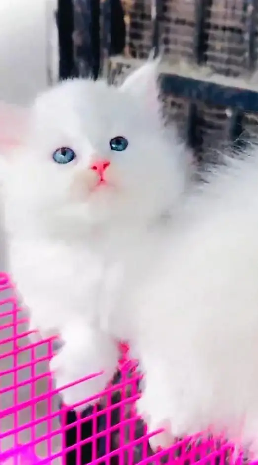 (Persian female kitten) (for sale all) (Pakistan delivery available) — photo 2