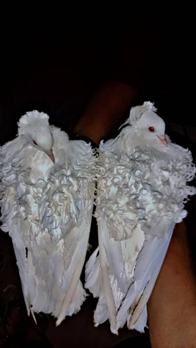 faril black pigeon pair healthy