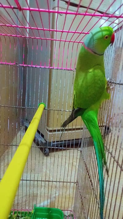 argent sale parrot