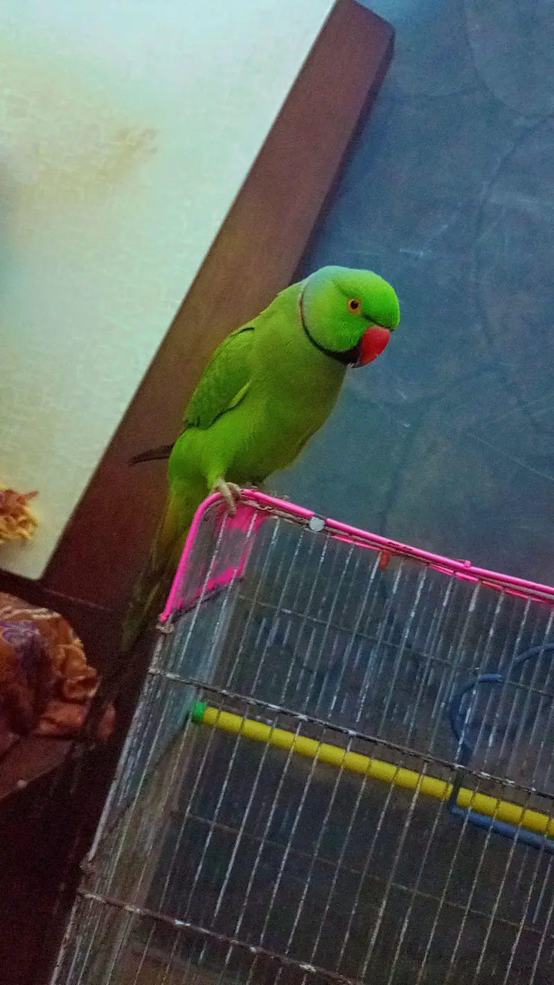 argent sale parrot — photo 2