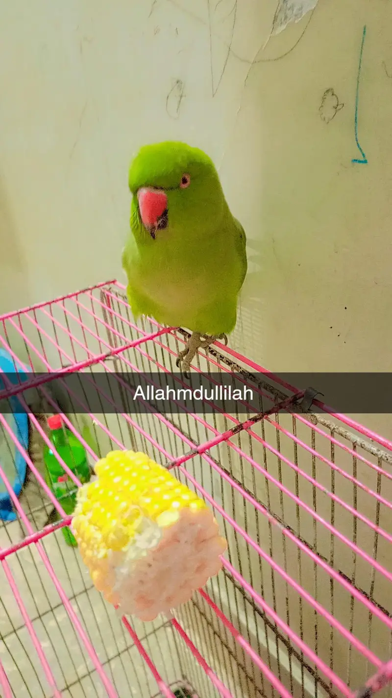 argent sale parrot — photo 3