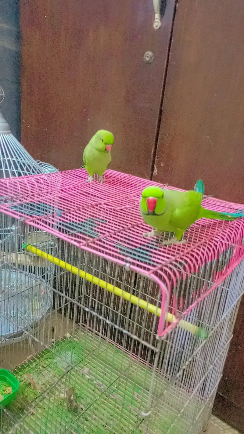 argent sale parrot — photo 4