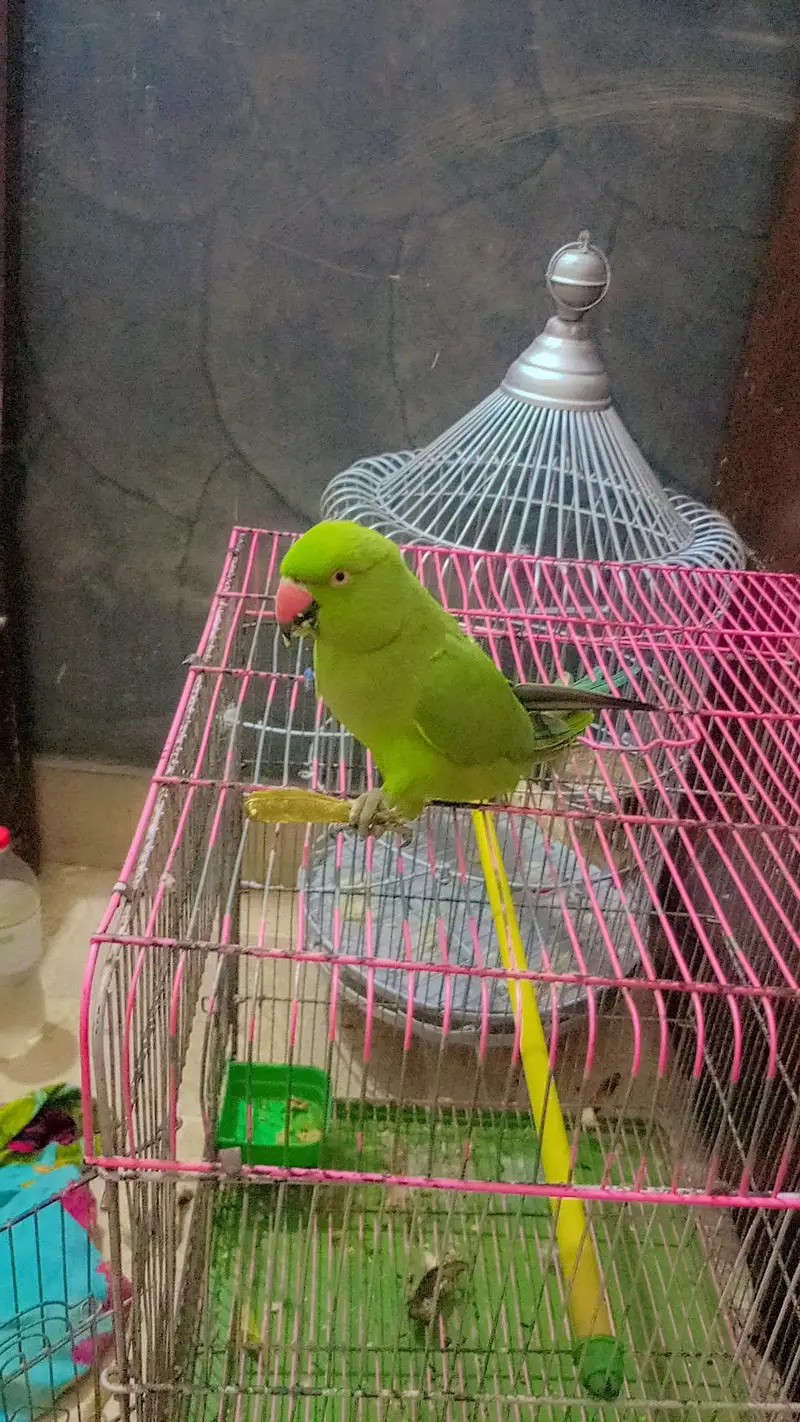 argent sale parrot — photo 5
