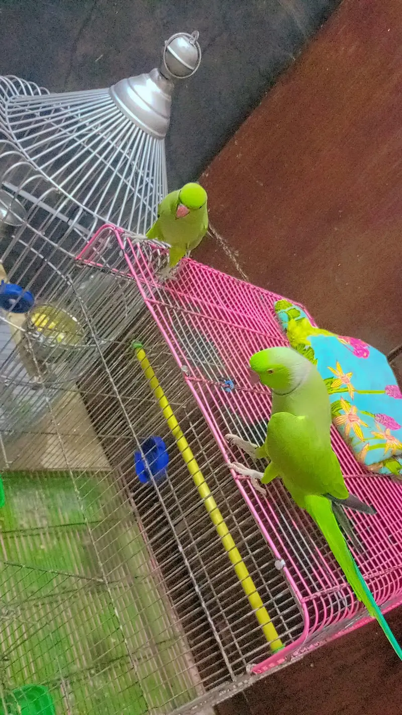 argent sale parrot — photo 6
