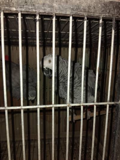 Congo grey parrot