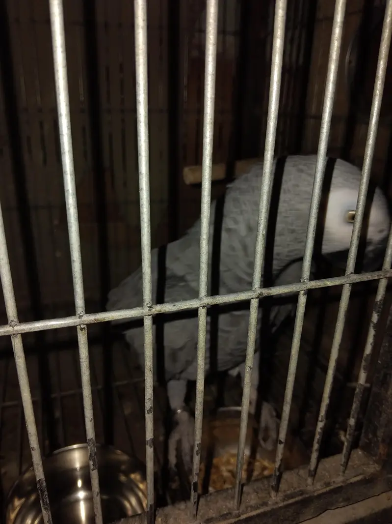 Congo grey parrot — photo 2