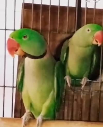 jumbo size Pahari Kashmiri breeder pairs h