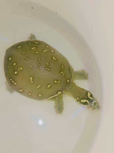 Turtle for sale
