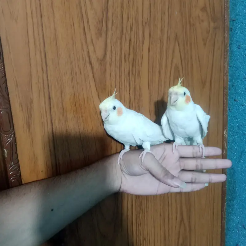 Cocktail Parrot Handtame Pair — photo 2