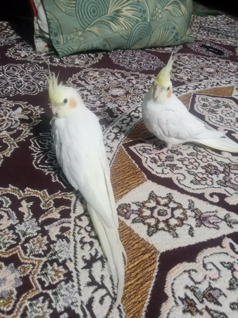 Cocktail Parrot Handtame Pair — photo 3