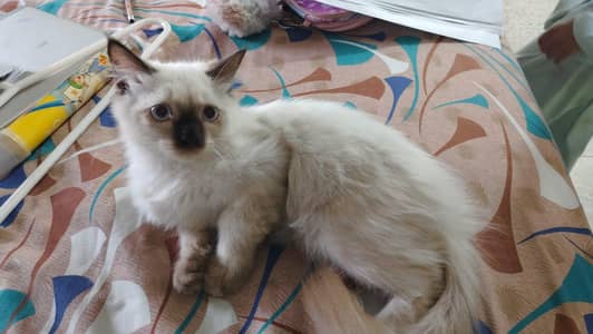 Himalayan breed