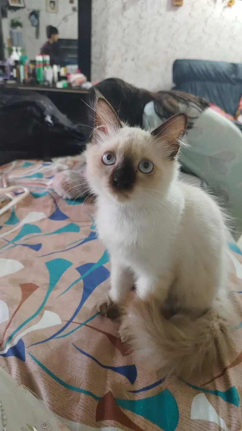 Himalayan breed — photo 2