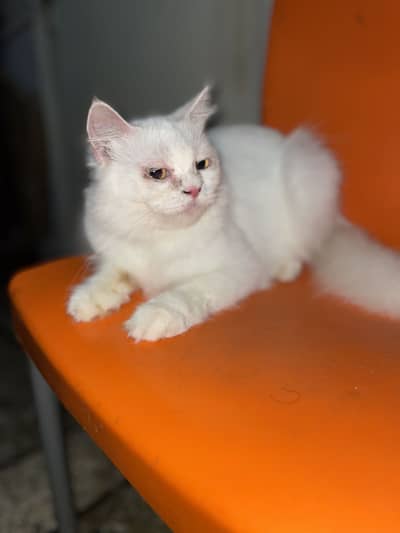 Persian cat
