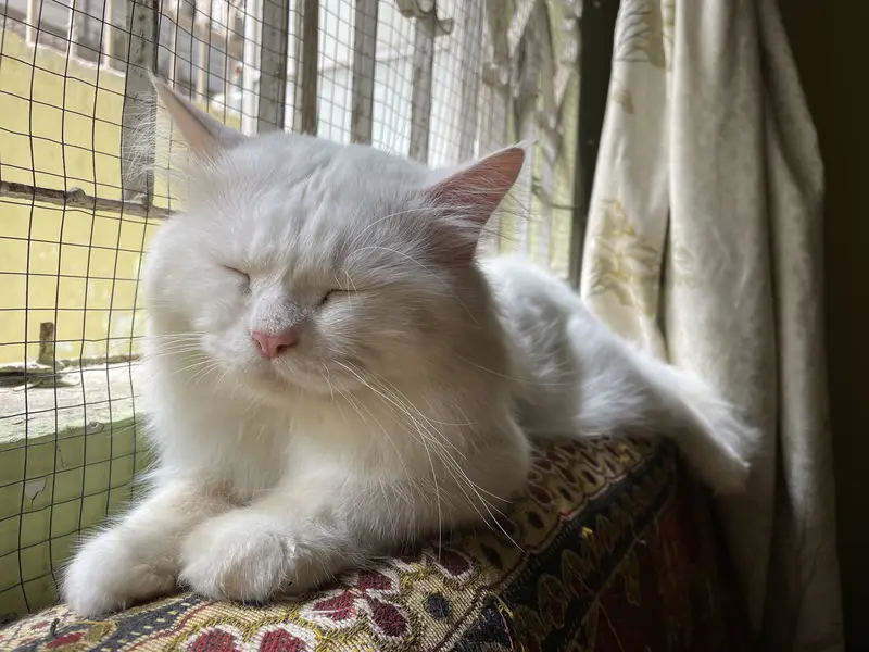 Persian cat — photo 2