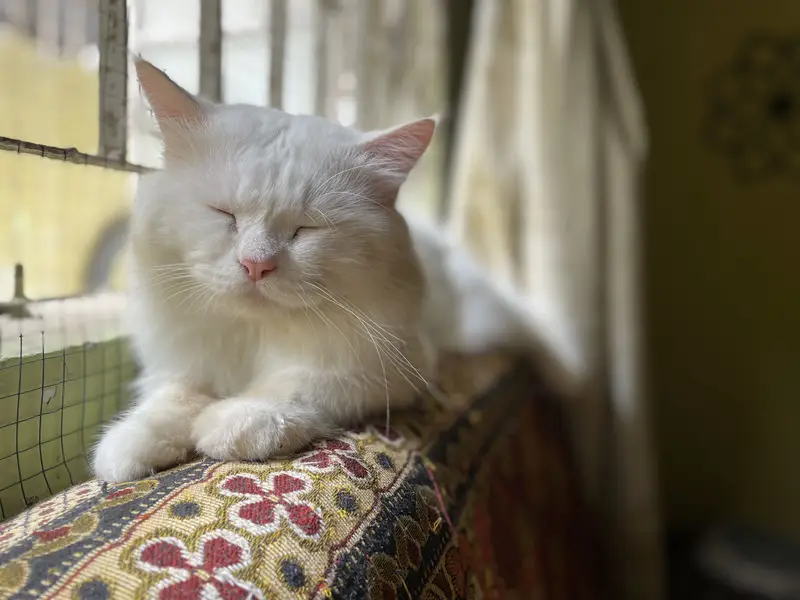 Persian cat — photo 3