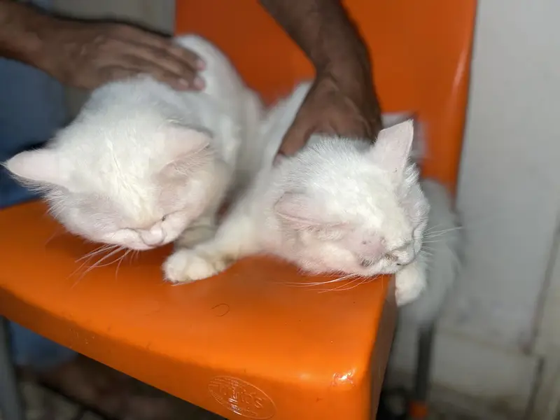 Persian cat — photo 4