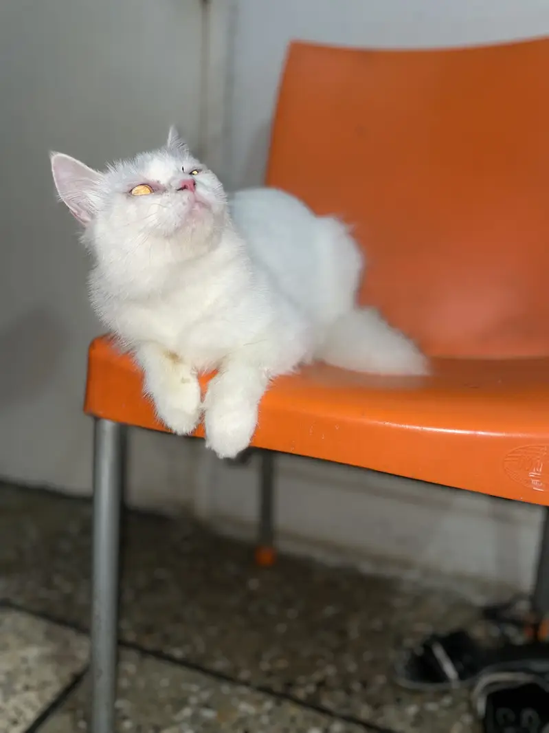 Persian cat — photo 5