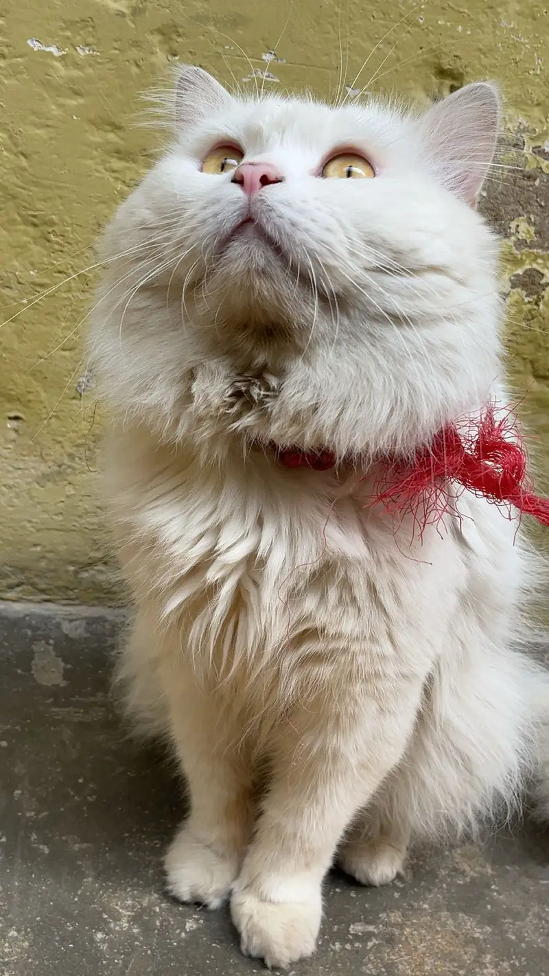 Persian cat — photo 6
