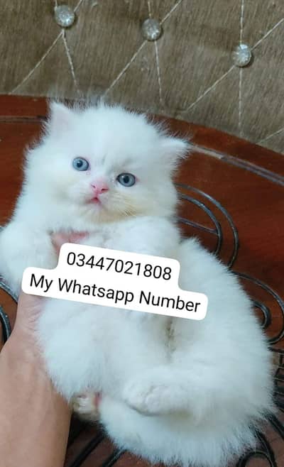 Persian kittens for sale