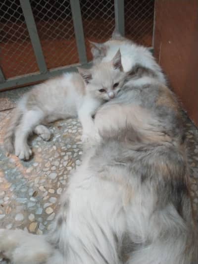 I want t sale my percian cat female