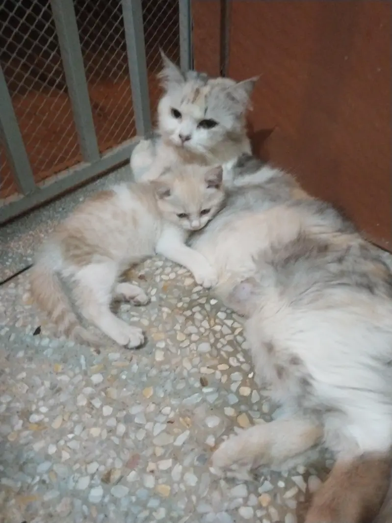 I want t sale my percian cat female — photo 2