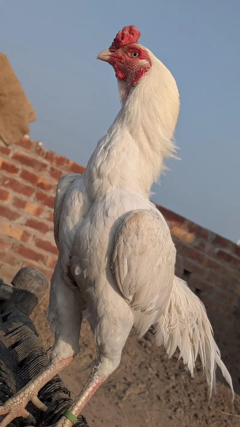 heera murga — photo 2