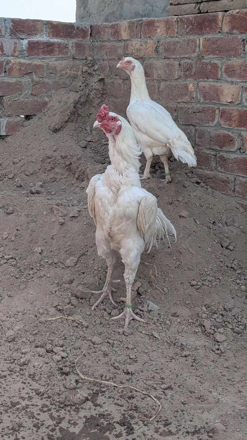 heera murga — photo 4