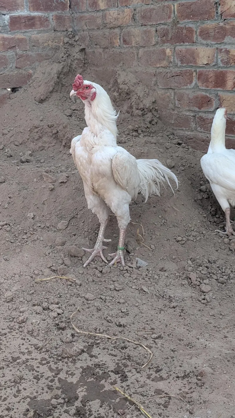 heera murga — photo 5