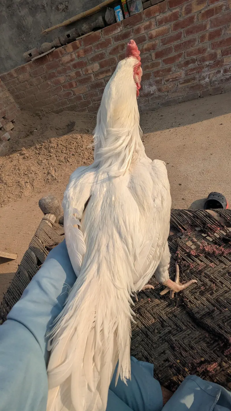 heera murga — photo 6