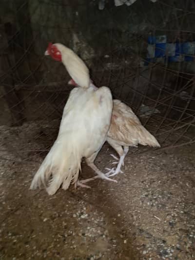 heera breader pair