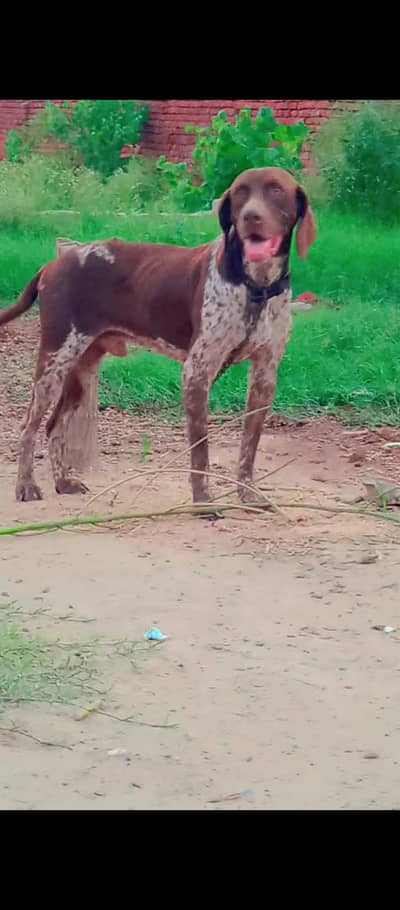 German pointer male