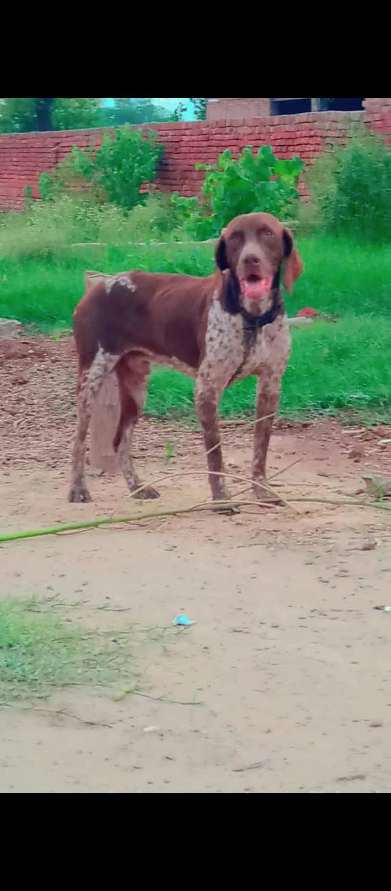 German pointer male 1