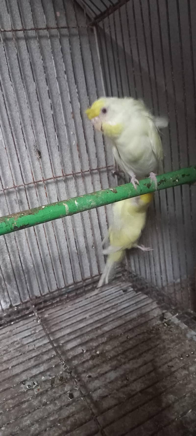 Hogoromo breeder pair 03336861390 0