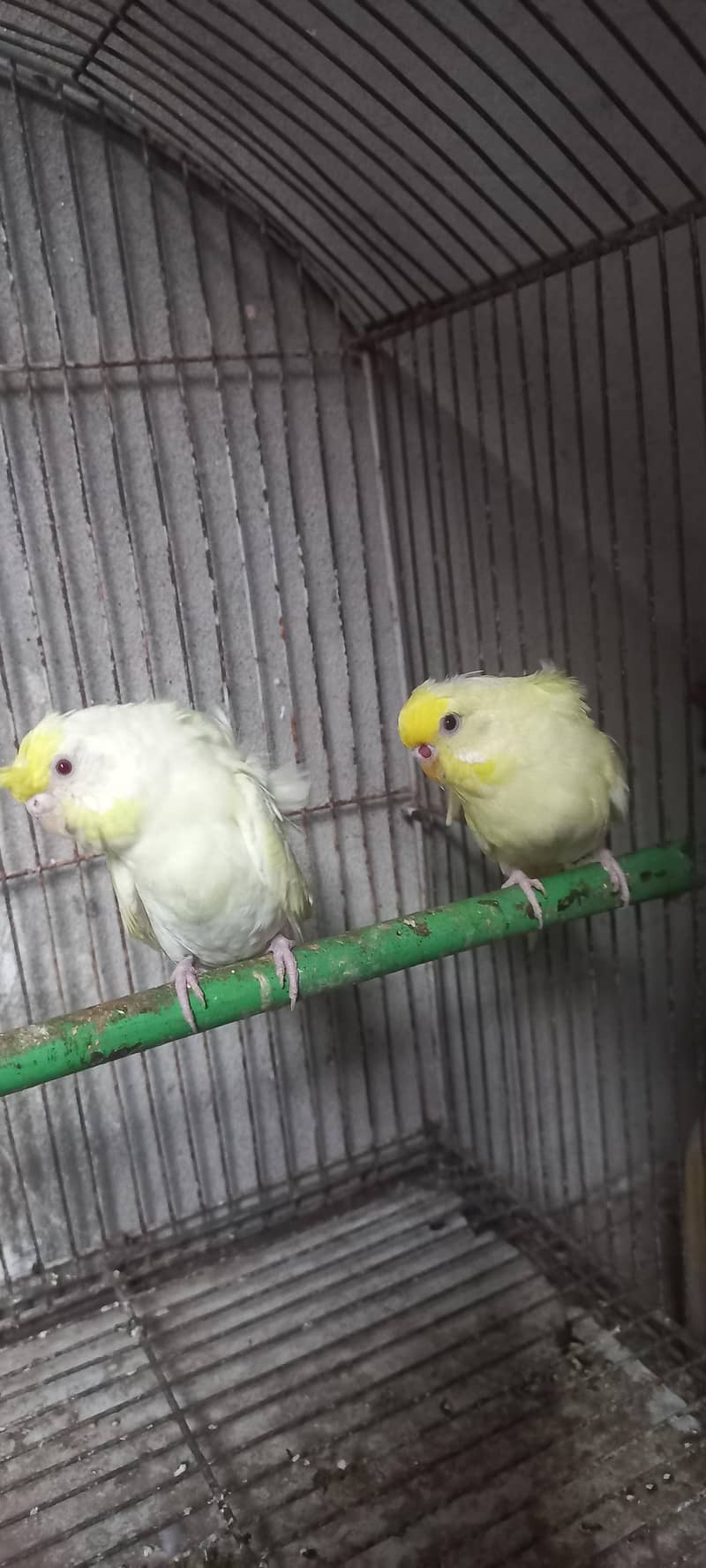 Hogoromo breeder pair 03336861390 1