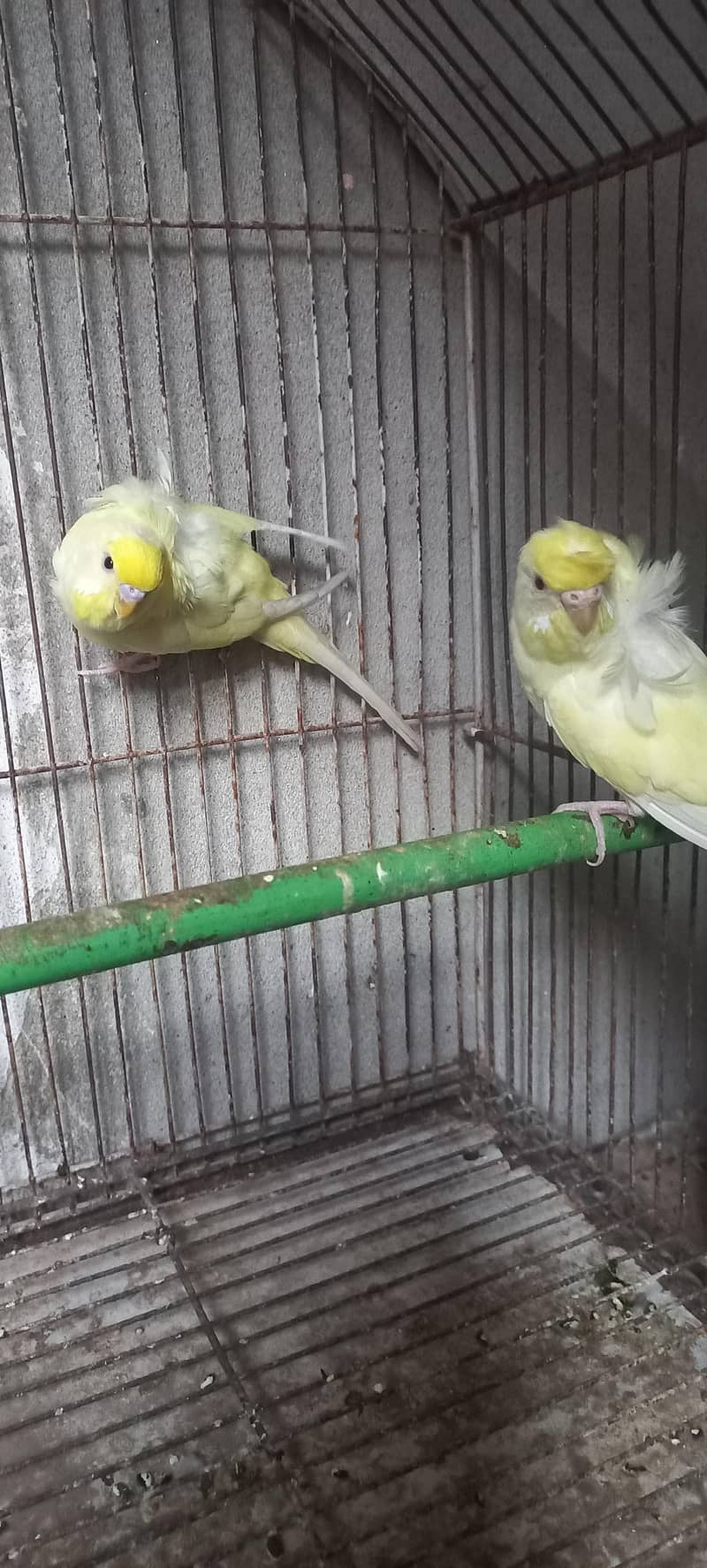 Hogoromo breeder pair 03336861390 2