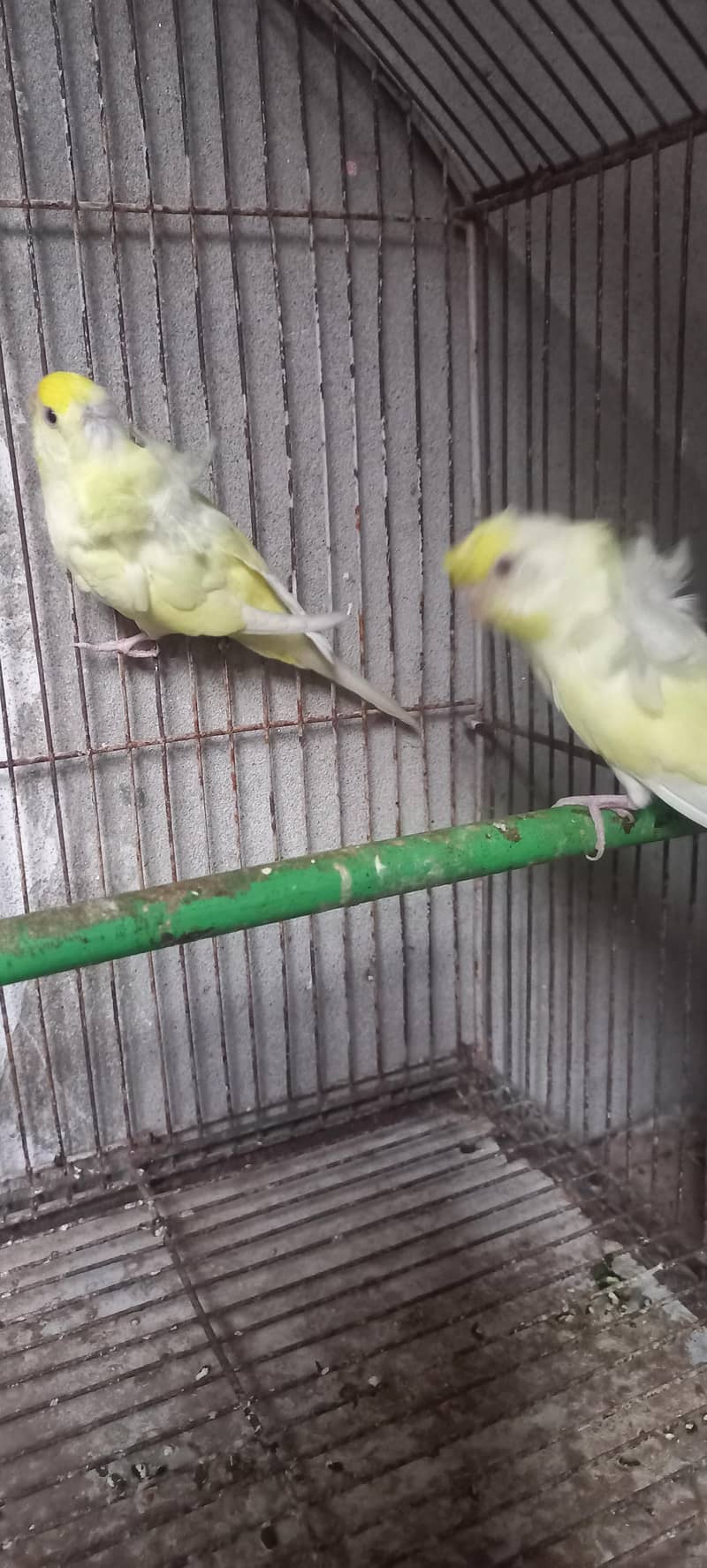 Hogoromo breeder pair 03336861390 3