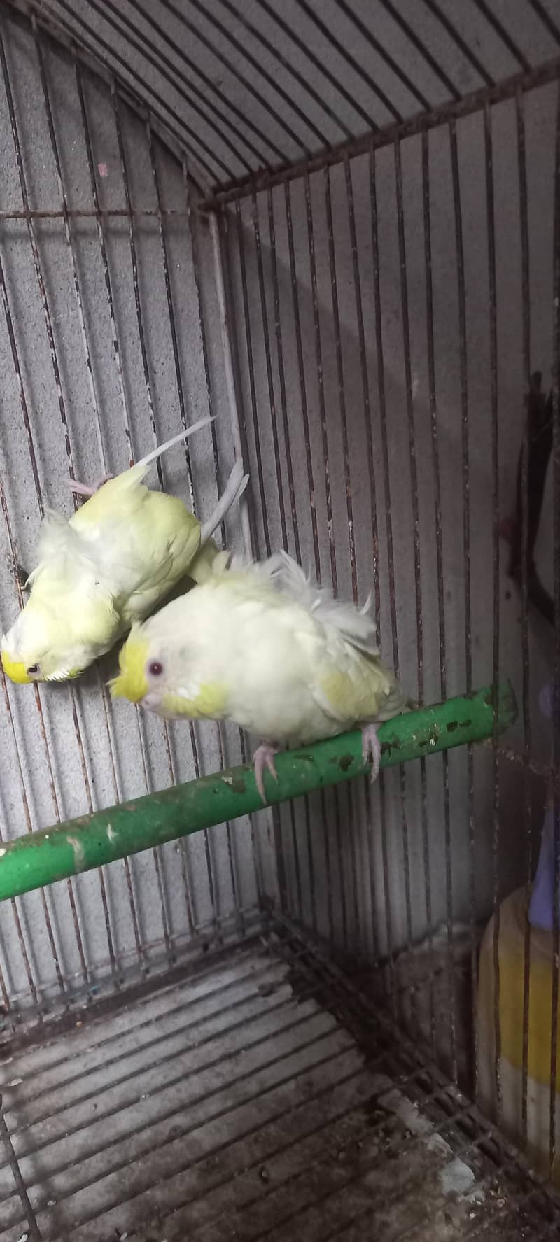 Hogoromo breeder pair 03336861390 4