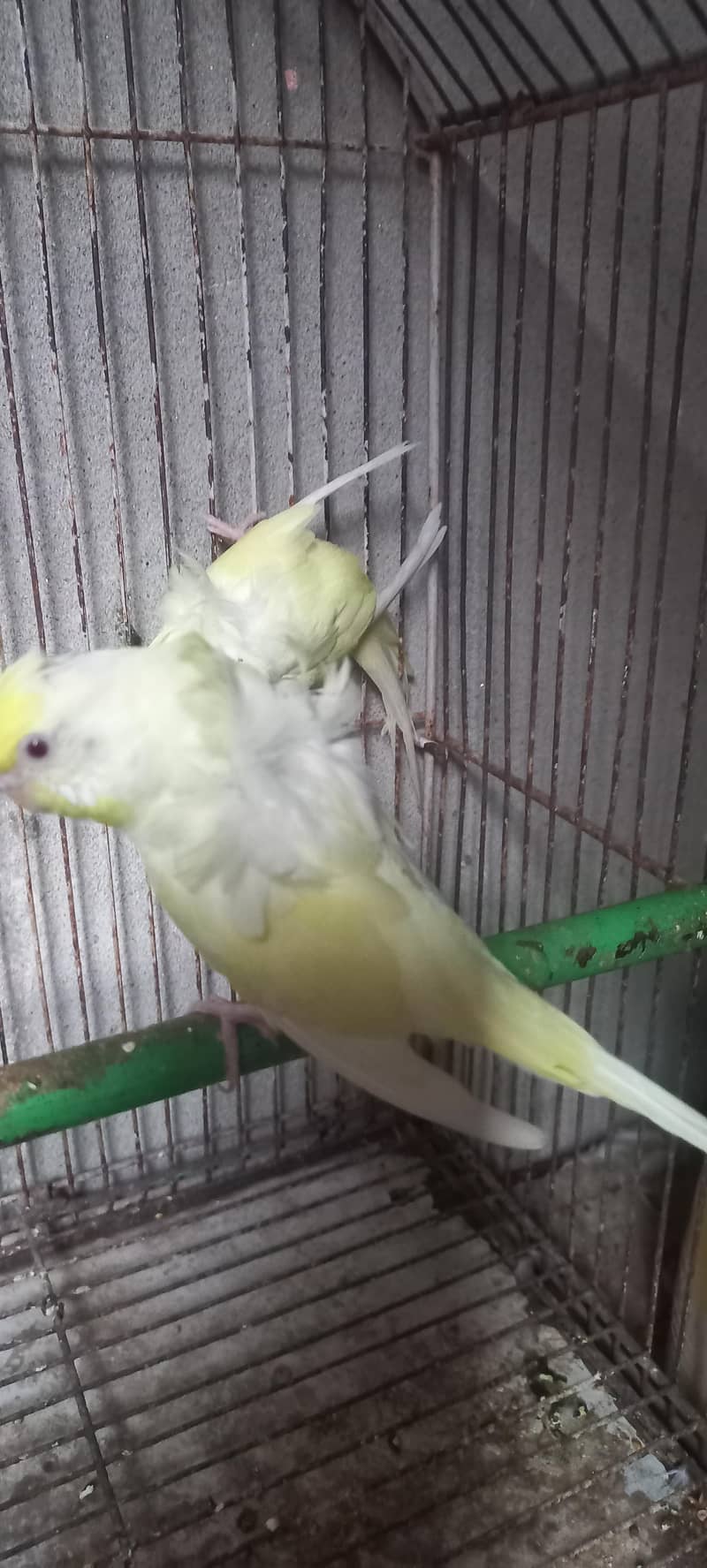 Hogoromo breeder pair 03336861390 5