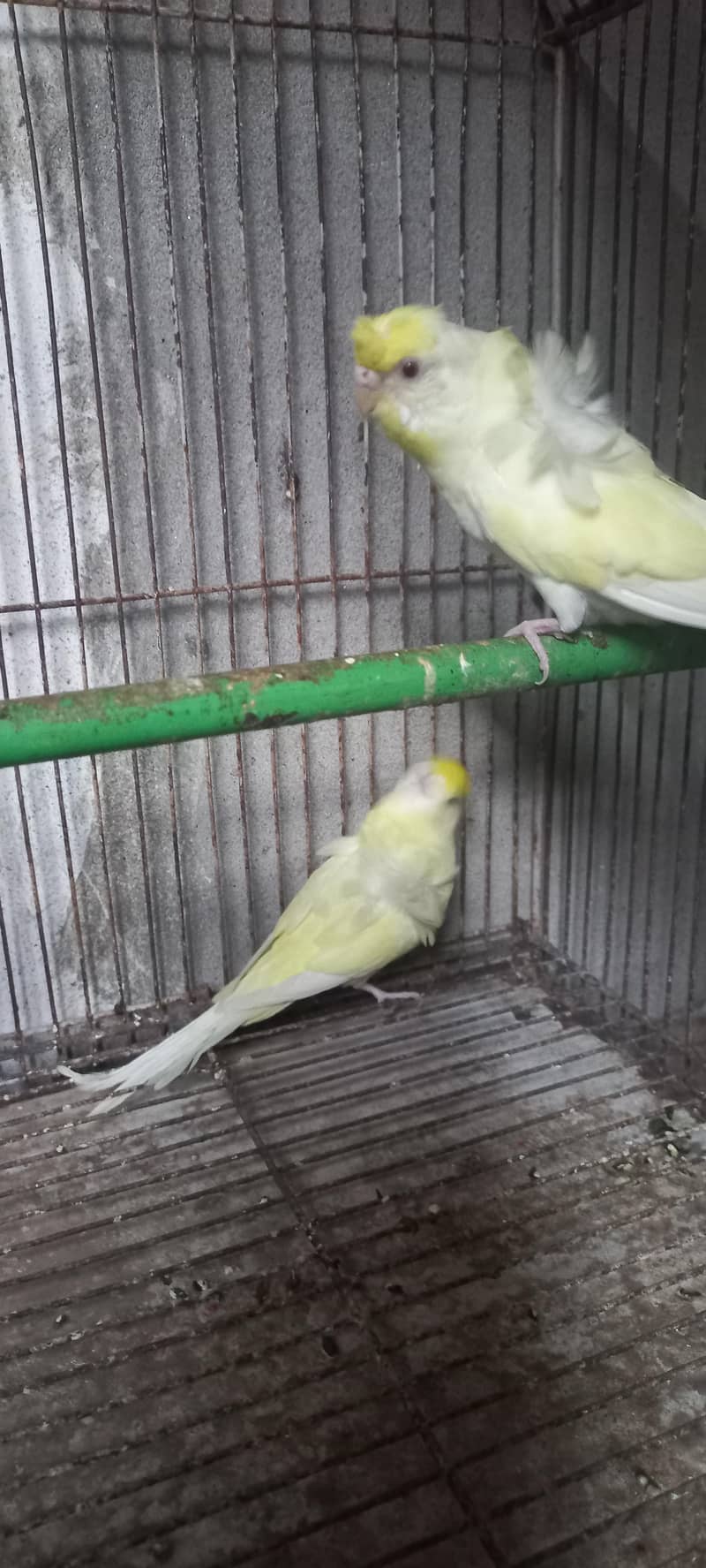 Hogoromo breeder pair 03336861390 6