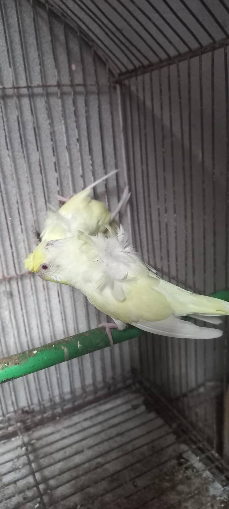 Hogoromo breeder pair 03336861390 7